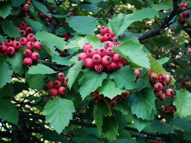 Ornamental trees and shrubs: Fischers hawthorn