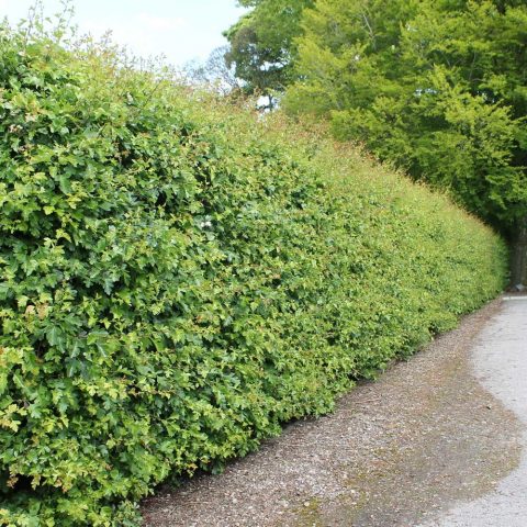 Ornamental trees and shrubs: Fischers hawthorn