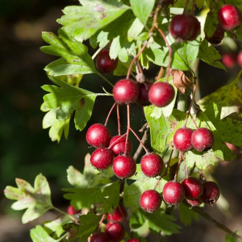 Ornamental trees and shrubs: Fischers hawthorn