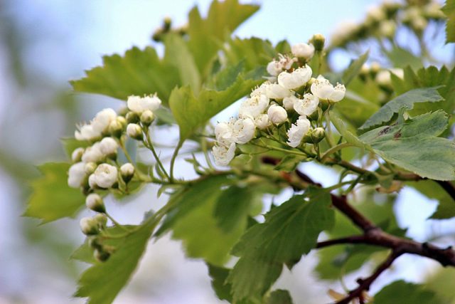 Ornamental trees and shrubs: Fischers hawthorn