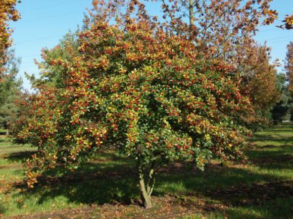 Ornamental trees and shrubs: plum-leaved hawthorn