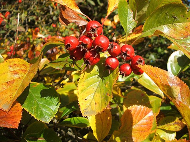 Ornamental trees and shrubs: plum-leaved hawthorn