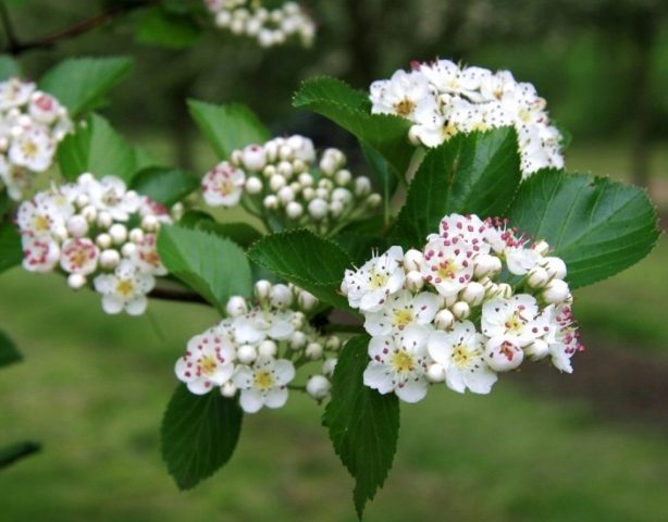 Ornamental trees and shrubs: plum-leaved hawthorn