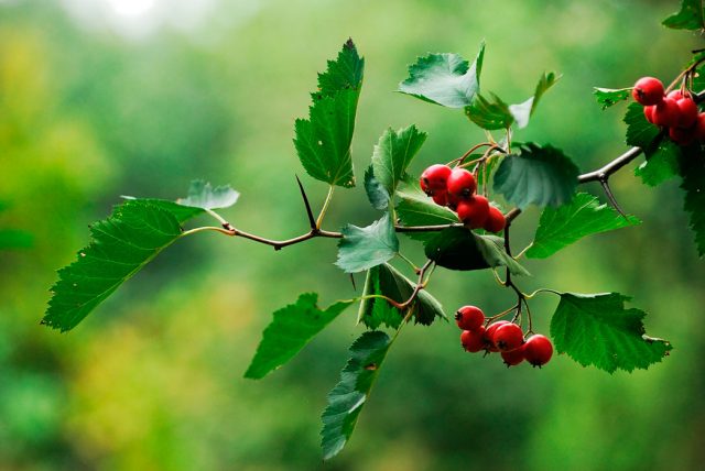 Ornamental trees and shrubs: plum-leaved hawthorn