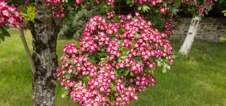 Ornamental trees and shrubs: plum-leaved hawthorn