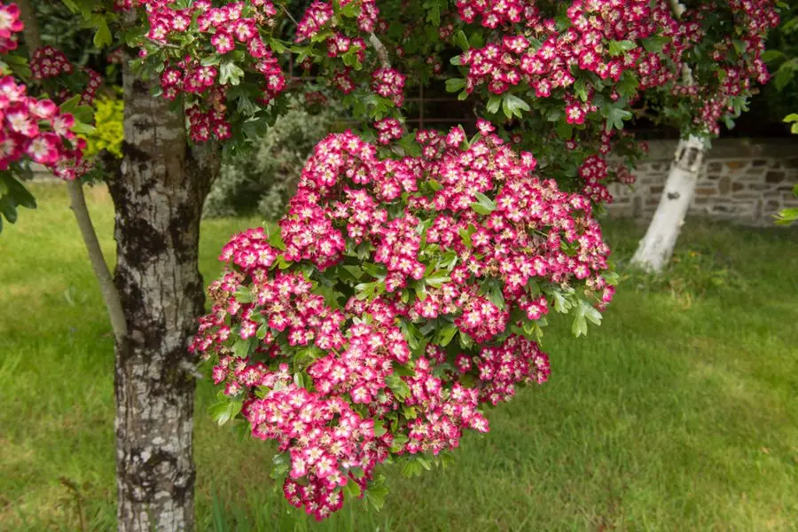 Ornamental trees and shrubs: plum-leaved hawthorn