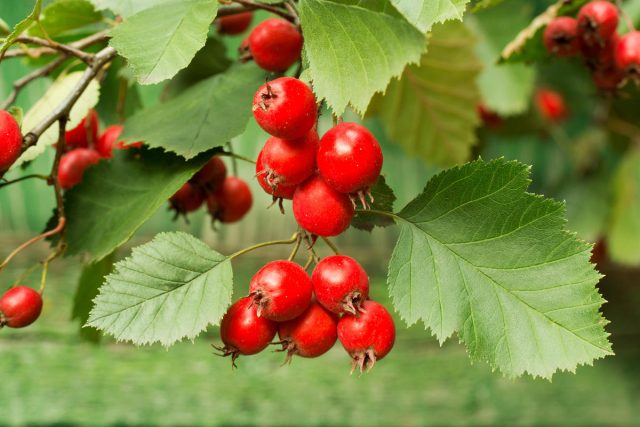 Ornamental trees and shrubs: prickly hawthorn (common)