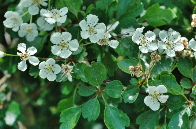 Ornamental trees and shrubs: prickly hawthorn (common)