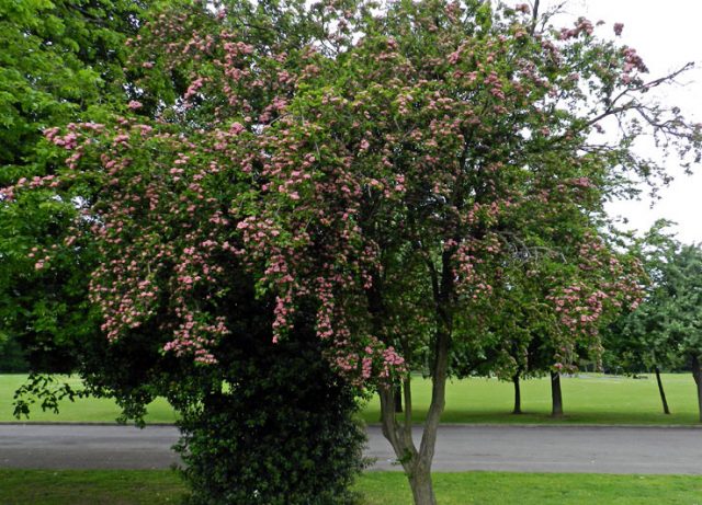 Ornamental trees and shrubs: prickly hawthorn (common)