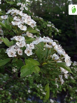 Ornamental trees and shrubs: prickly hawthorn (common)