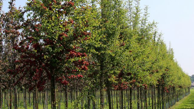 Ornamental trees and shrubs: prickly hawthorn (common)