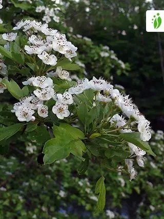 Ornamental trees and shrubs: prickly hawthorn (common)