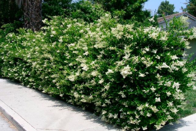 Ornamental trees and shrubs: round-leaved privet