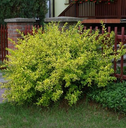 Ornamental trees and shrubs: round-leaved privet