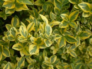 Ornamental trees and shrubs: round-leaved privet