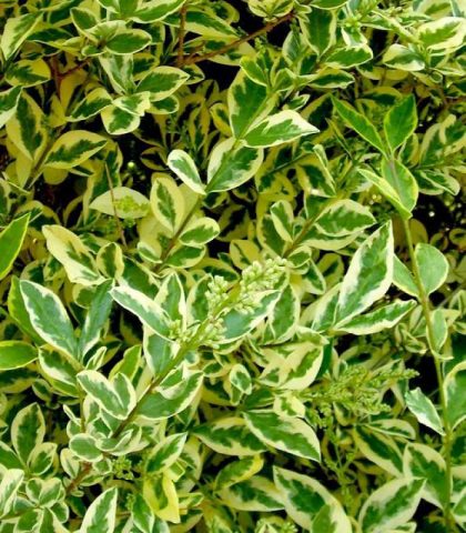 Ornamental trees and shrubs: round-leaved privet