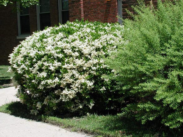 Ornamental trees and shrubs: round-leaved privet