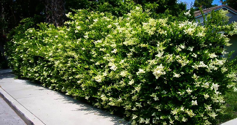 Ornamental trees and shrubs: round-leaved privet