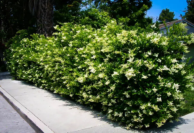 Ornamental trees and shrubs: round-leaved privet