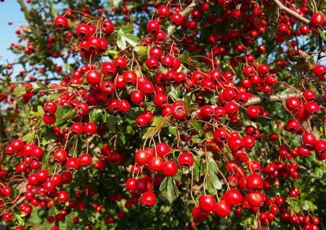 Ornamental trees and shrubs: Siberian hawthorn