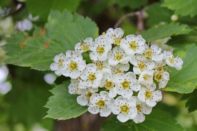 Ornamental trees and shrubs: Siberian hawthorn