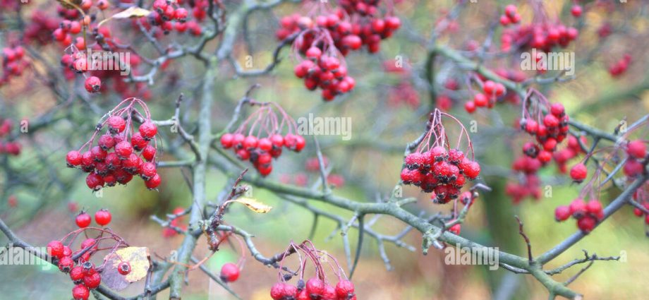 Ornamental trees and shrubs: Siberian hawthorn