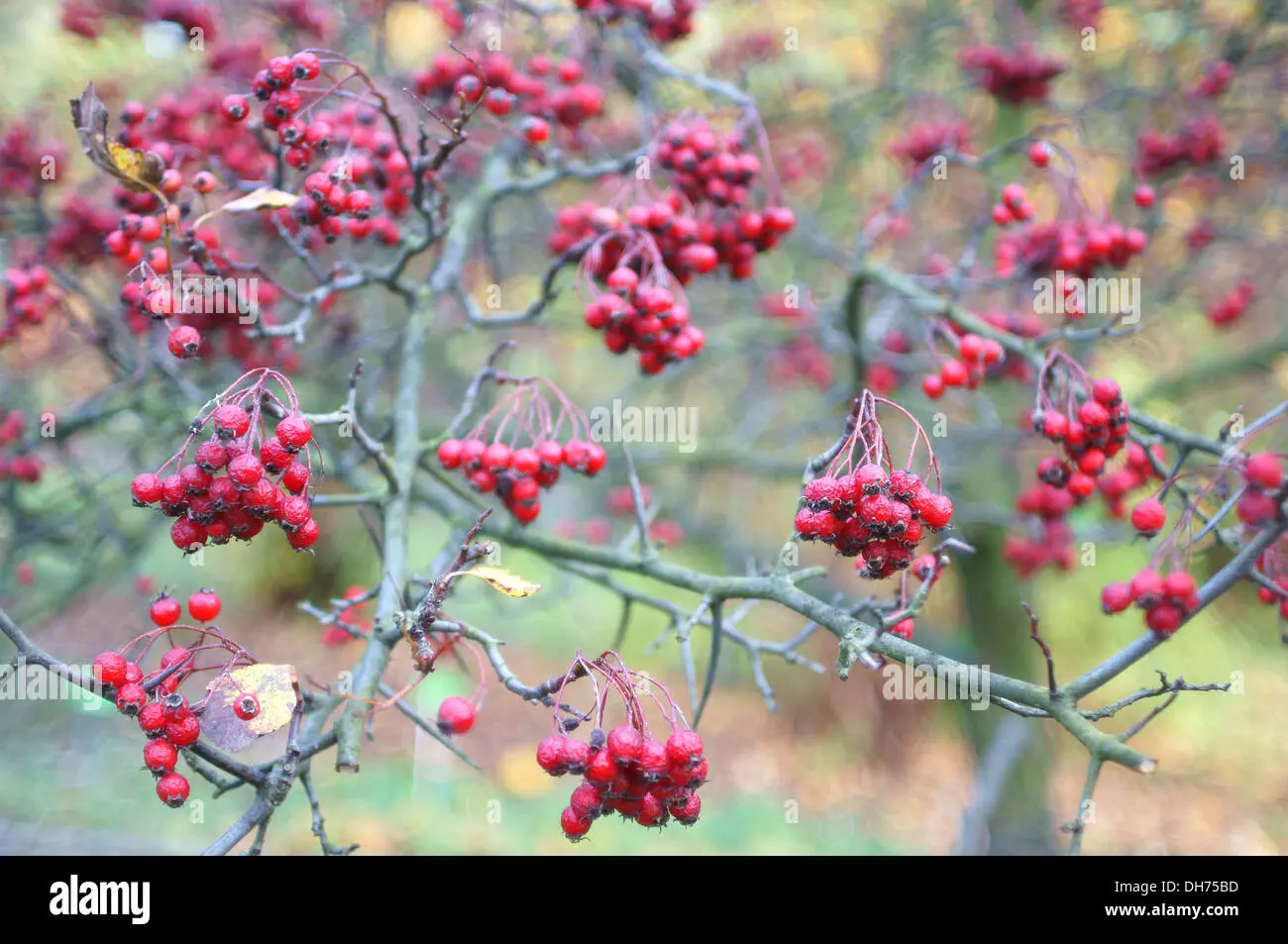 Ornamental trees and shrubs: Siberian hawthorn