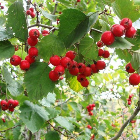 Ornamental trees and shrubs: single-petal hawthorn