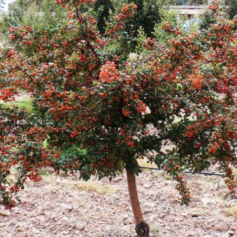 Ornamental trees and shrubs: single-petal hawthorn