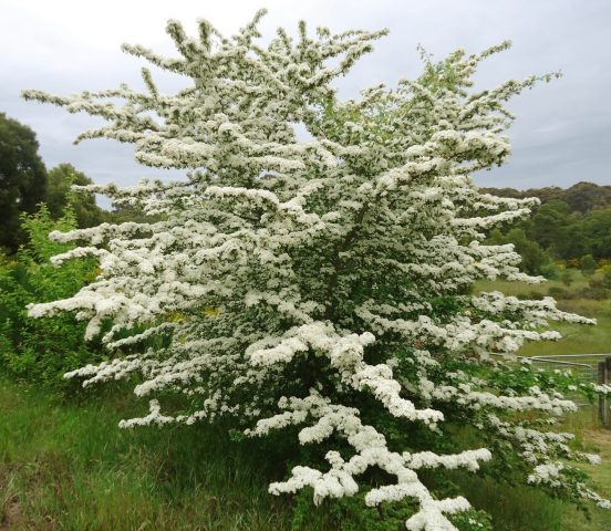 Ornamental trees and shrubs: single-petal hawthorn