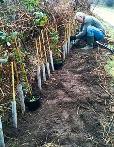 Ornamental trees and shrubs: single-petal hawthorn