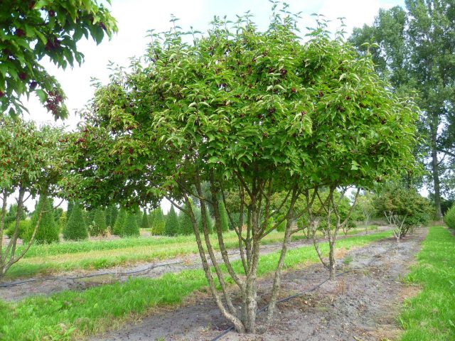 Ornamental trees and shrubs: single-petal hawthorn