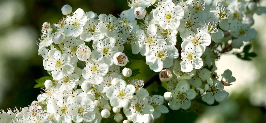 Ornamental trees and shrubs: single-petal hawthorn