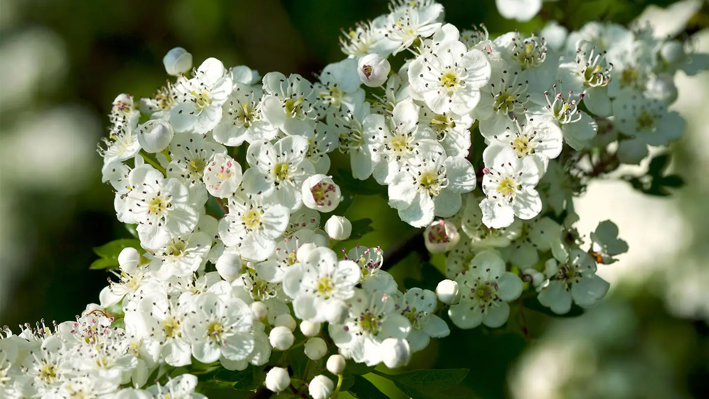 Ornamental trees and shrubs: single-petal hawthorn