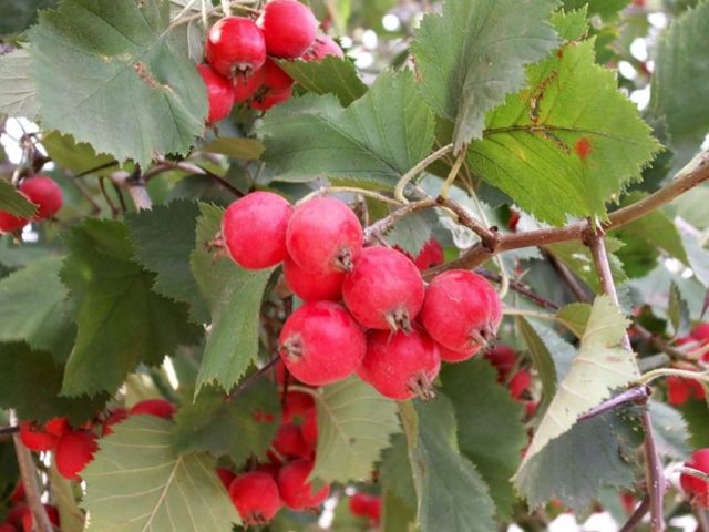 Ornamental trees and shrubs: soft hawthorn (semi-soft)