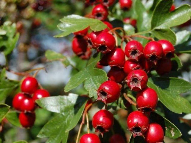 Ornamental trees and shrubs: soft hawthorn (semi-soft)