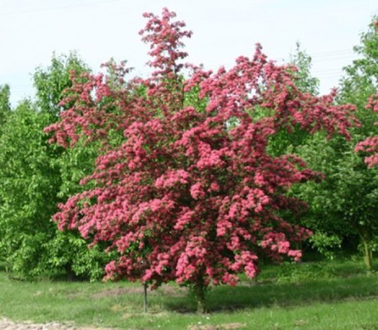 Ornamental trees and shrubs: soft hawthorn (semi-soft)