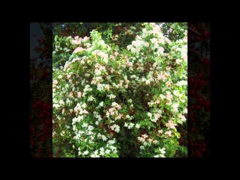 Ornamental trees and shrubs: soft hawthorn (semi-soft)