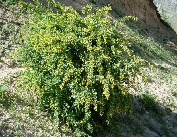 Ornamental trees and shrubs: whole-edged barberry (Berberis integerrima