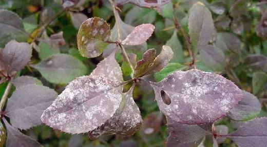 Ornamental trees and shrubs: whole-edged barberry (Berberis integerrima