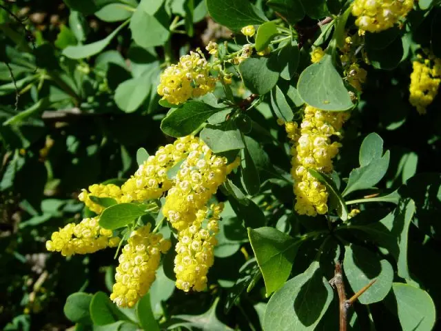 Ornamental trees and shrubs: whole-edged barberry (Berberis integerrima