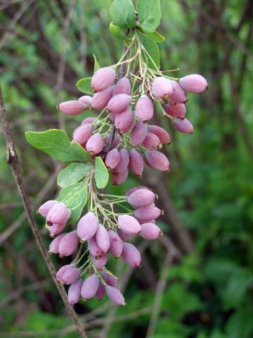 Ornamental trees and shrubs: whole-edged barberry (Berberis integerrima