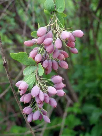 Ornamental trees and shrubs: whole-edged barberry (Berberis integerrima