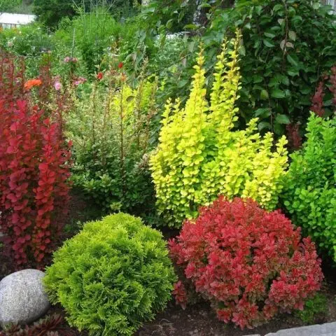 Ornamental trees and shrubs: whole-edged barberry (Berberis integerrima