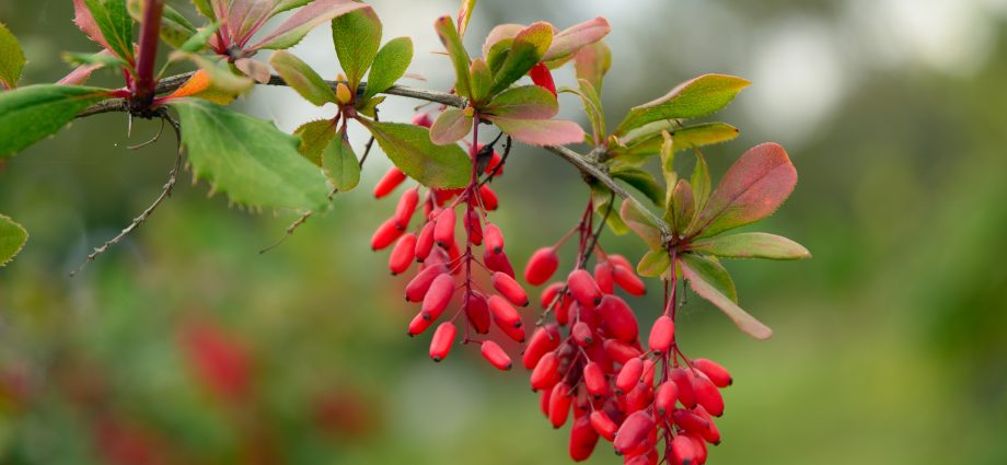 Ornamental trees and shrubs: whole-edged barberry (Berberis integerrima