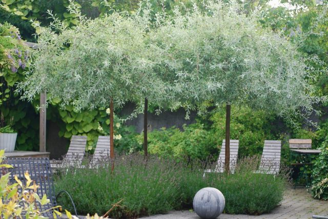 Ornamental trees and shrubs: willow pear