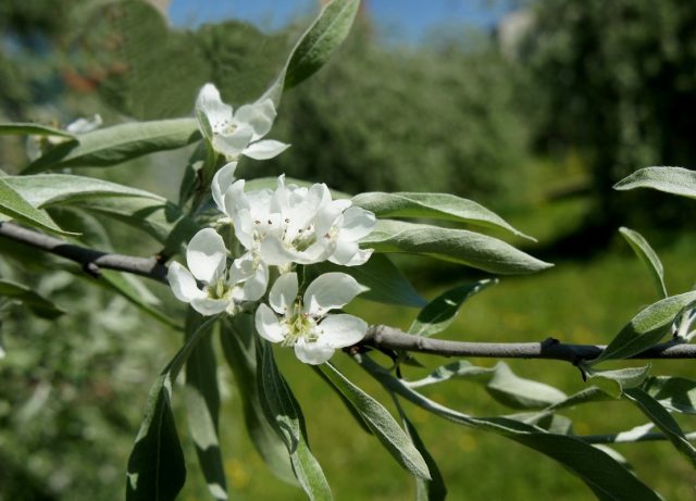 Ornamental trees and shrubs: willow pear