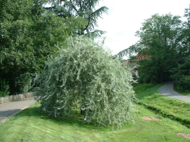 Ornamental trees and shrubs: willow pear