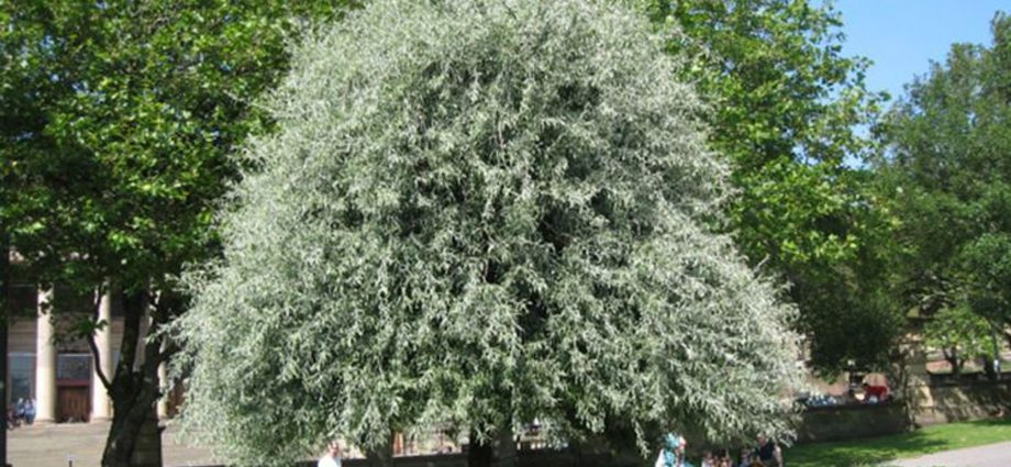 Ornamental trees and shrubs: willow pear