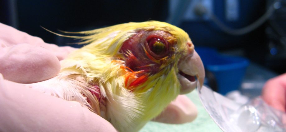 Ornithosis (bird disease, parrot) &#8211; symptoms and treatment